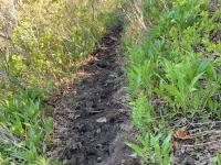 Deer have made a mess of this part of the trail (151) before it merges with trail 048.