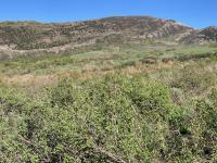 View of Mahogany Mountain. Last year I climbed this side to the ridge, picking a route between the shallow slot and the southern (left) ridge. Would not buy again.