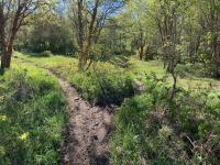 Trails merge. Left is 048 (Grove Creek) and right is a shortcut up to 151 (Chris Flat).