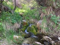 Stream in upper Grove Creek