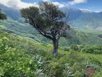 Mountain Mahogany tree with Cascade Mountain in the background