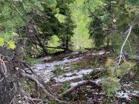 Early June snowfall