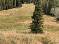 View of the meadow where Dry Creek Canyon and Deer Creek Canyon meet.