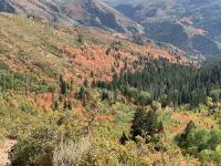 Muted fall colors (it has been a hot, dry summer).