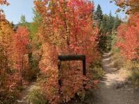 Bright maples a few hundred feet from the trailhead.