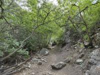 Shady trail