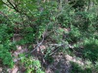 the trail under Little Mountain peak