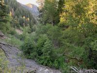 Looking downstream of the left fork of Grove Creek