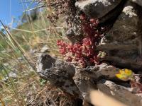 High desert succulents