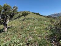 Mahogany Mountain ridge with Box Elder Peak on the right (with the strip of snow)