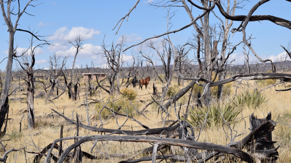 horses