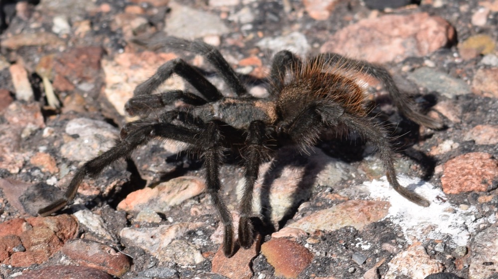 Tarantula