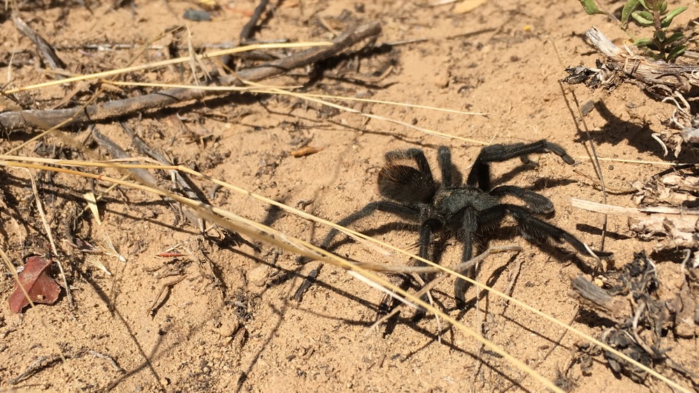 tarantula