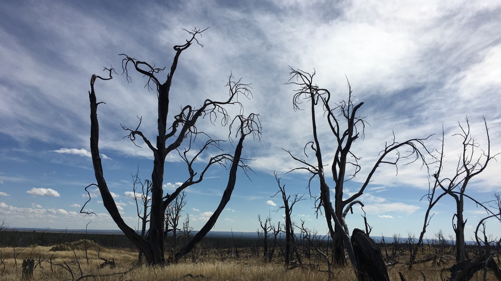 Weird trees