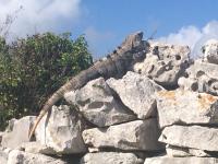 Tulum resident